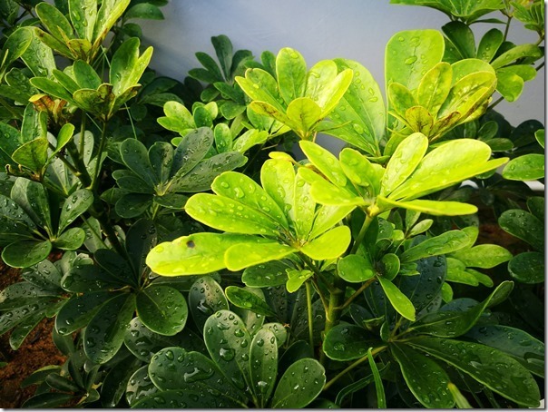 mercure-hotel-bugis34_thumb Singapore-Hotel Mercure Singapore Bugis新加坡武吉士旁交通方便設計新穎的4星飯店