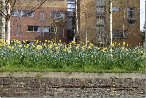 ponting29_thumb Cambridge-再見康橋 許多年後的劍橋 依舊美麗 搭船遊康河