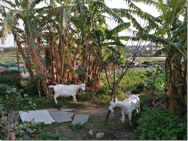 luchukanko14_thumb 蘆竹-機捷坑口站 唯一景點坑口彩繪村