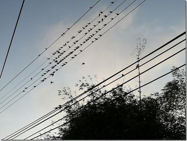 luchukanko16_thumb 蘆竹-機捷坑口站 唯一景點坑口彩繪村