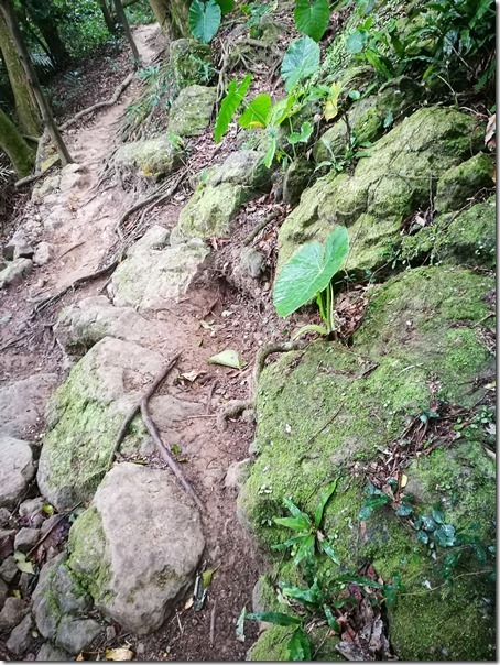 yuanmt12_thumb 三峽-鳶山頂 視野遼闊