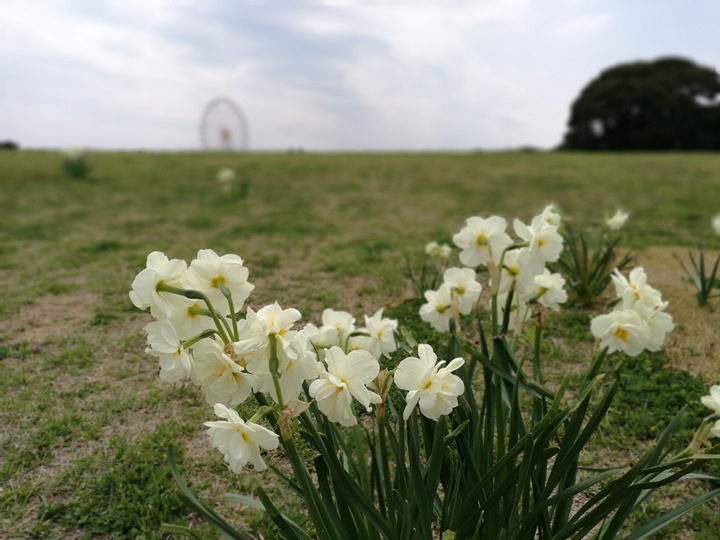 hitachiseasidepark00103 Ibaraki-茨城縣国営ひたち(常陸)海浜公園 粉蝶飛舞浪漫整個春天 CNN推薦必訪