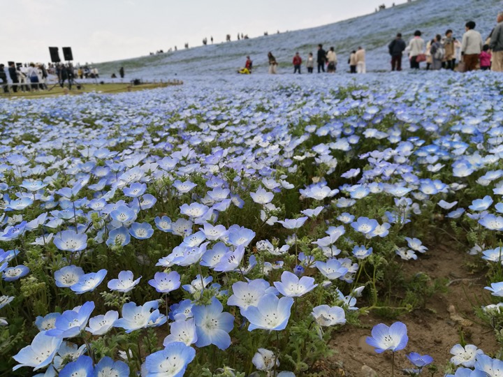hitachiseasidepark00105 Ibaraki-茨城縣国営ひたち(常陸)海浜公園 粉蝶飛舞浪漫整個春天 CNN推薦必訪