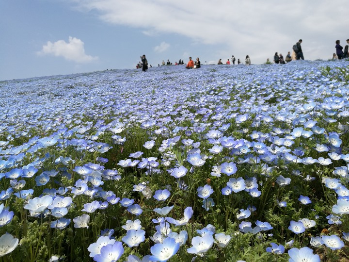 hitachiseasidepark00108 Ibaraki-茨城縣国営ひたち(常陸)海浜公園 粉蝶飛舞浪漫整個春天 CNN推薦必訪