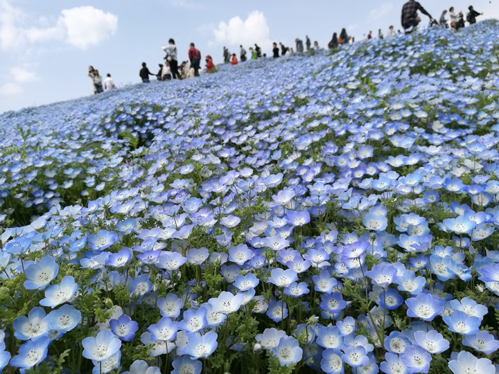 hitachiseasidepark00109 Ibaraki-茨城縣国営ひたち(常陸)海浜公園 粉蝶飛舞浪漫整個春天 CNN推薦必訪