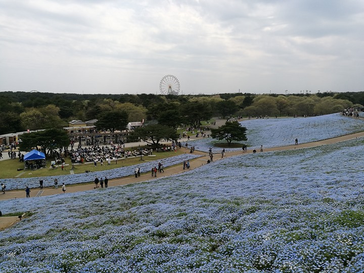hitachiseasidepark00110 Ibaraki-茨城縣国営ひたち(常陸)海浜公園 粉蝶飛舞浪漫整個春天 CNN推薦必訪
