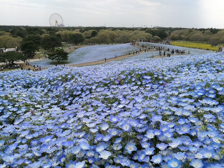 hitachiseasidepark00113 Ibaraki-茨城縣国営ひたち(常陸)海浜公園 粉蝶飛舞浪漫整個春天 CNN推薦必訪