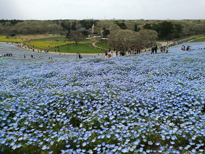 hitachiseasidepark00114 Ibaraki-茨城縣国営ひたち(常陸)海浜公園 粉蝶飛舞浪漫整個春天 CNN推薦必訪