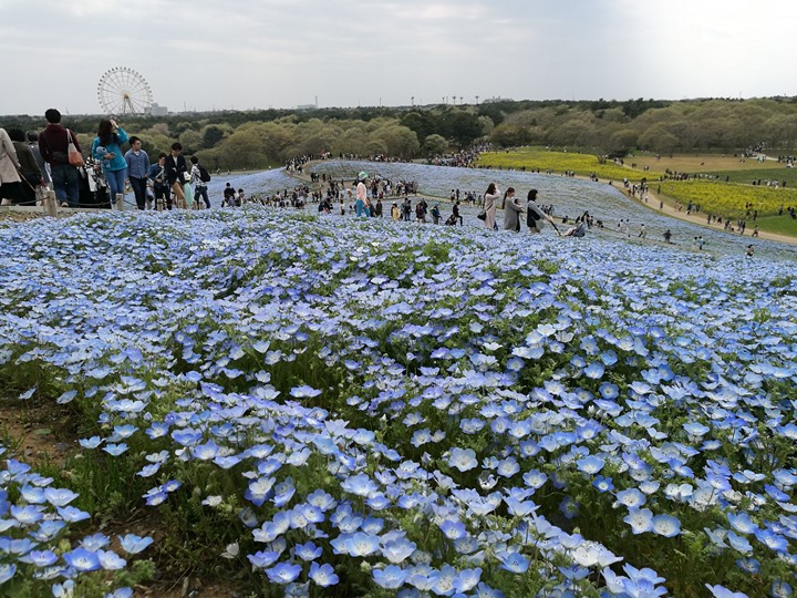 hitachiseasidepark00115 Ibaraki-茨城縣国営ひたち(常陸)海浜公園 粉蝶飛舞浪漫整個春天 CNN推薦必訪