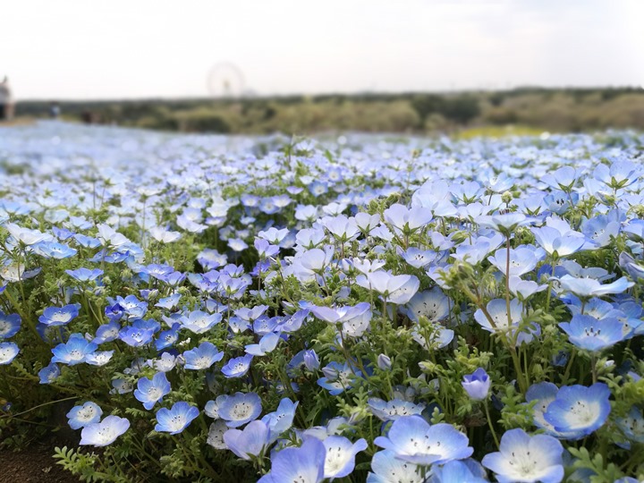 hitachiseasidepark00116 Ibaraki-茨城縣国営ひたち(常陸)海浜公園 粉蝶飛舞浪漫整個春天 CNN推薦必訪