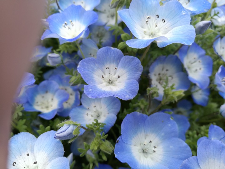 hitachiseasidepark00117 Ibaraki-茨城縣国営ひたち(常陸)海浜公園 粉蝶飛舞浪漫整個春天 CNN推薦必訪