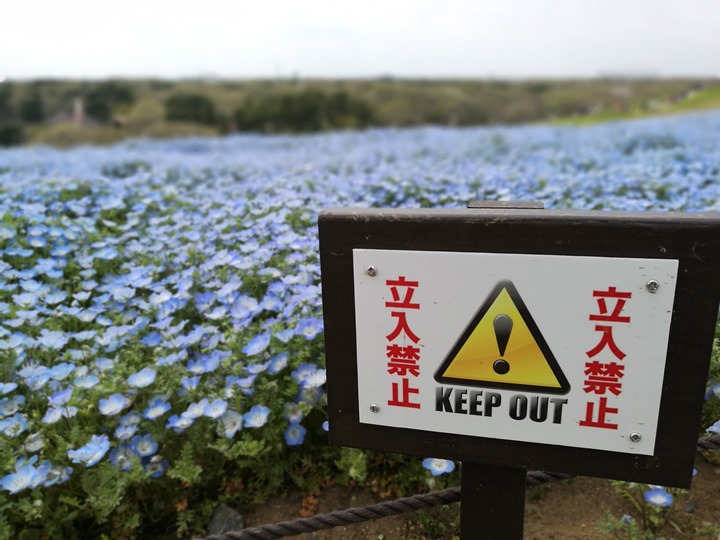 hitachiseasidepark00118 Ibaraki-茨城縣国営ひたち(常陸)海浜公園 粉蝶飛舞浪漫整個春天 CNN推薦必訪