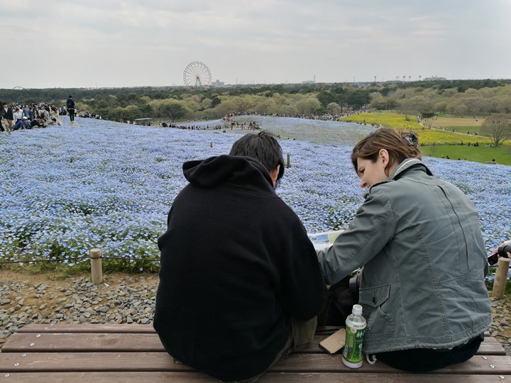hitachiseasidepark00119 Ibaraki-茨城縣国営ひたち(常陸)海浜公園 粉蝶飛舞浪漫整個春天 CNN推薦必訪