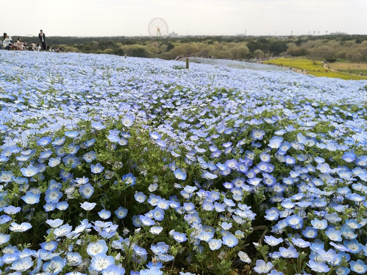 hitachiseasidepark00120 Ibaraki-茨城縣国営ひたち(常陸)海浜公園 粉蝶飛舞浪漫整個春天 CNN推薦必訪