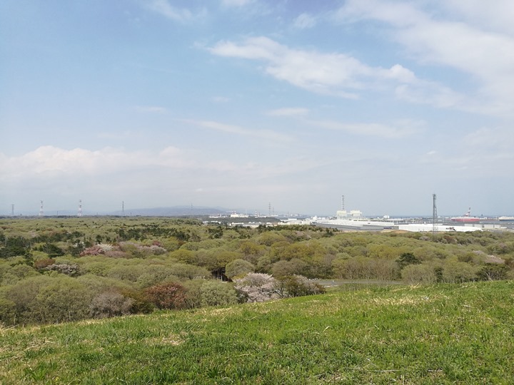 hitachiseasidepark00124 Ibaraki-茨城縣国営ひたち(常陸)海浜公園 粉蝶飛舞浪漫整個春天 CNN推薦必訪