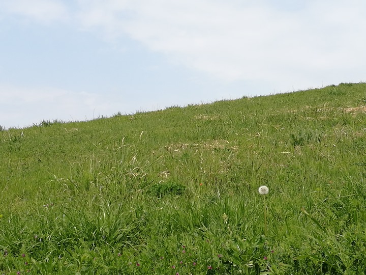 hitachiseasidepark00130 Ibaraki-茨城縣国営ひたち(常陸)海浜公園 粉蝶飛舞浪漫整個春天 CNN推薦必訪