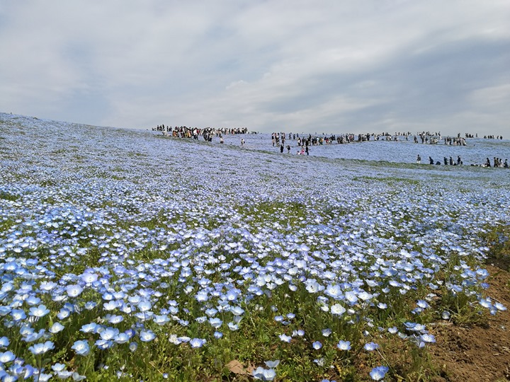 hitachiseasidepark00131 Ibaraki-茨城縣国営ひたち(常陸)海浜公園 粉蝶飛舞浪漫整個春天 CNN推薦必訪