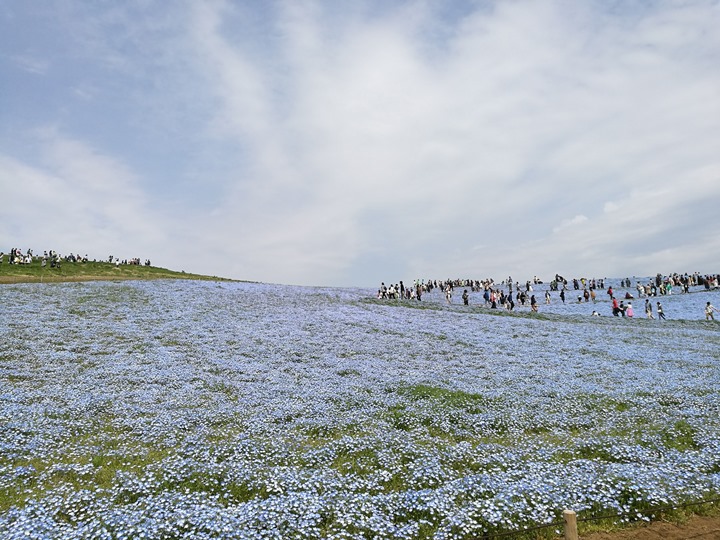 hitachiseasidepark00132 Ibaraki-茨城縣国営ひたち(常陸)海浜公園 粉蝶飛舞浪漫整個春天 CNN推薦必訪