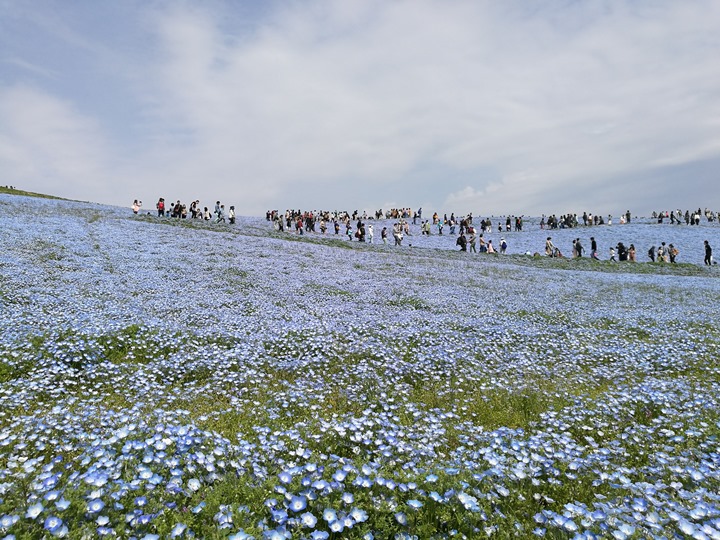 hitachiseasidepark00133 Ibaraki-茨城縣国営ひたち(常陸)海浜公園 粉蝶飛舞浪漫整個春天 CNN推薦必訪
