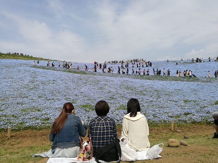 hitachiseasidepark00134 Ibaraki-茨城縣国営ひたち(常陸)海浜公園 粉蝶飛舞浪漫整個春天 CNN推薦必訪