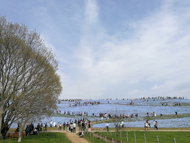 hitachiseasidepark00135 Ibaraki-茨城縣国営ひたち(常陸)海浜公園 粉蝶飛舞浪漫整個春天 CNN推薦必訪