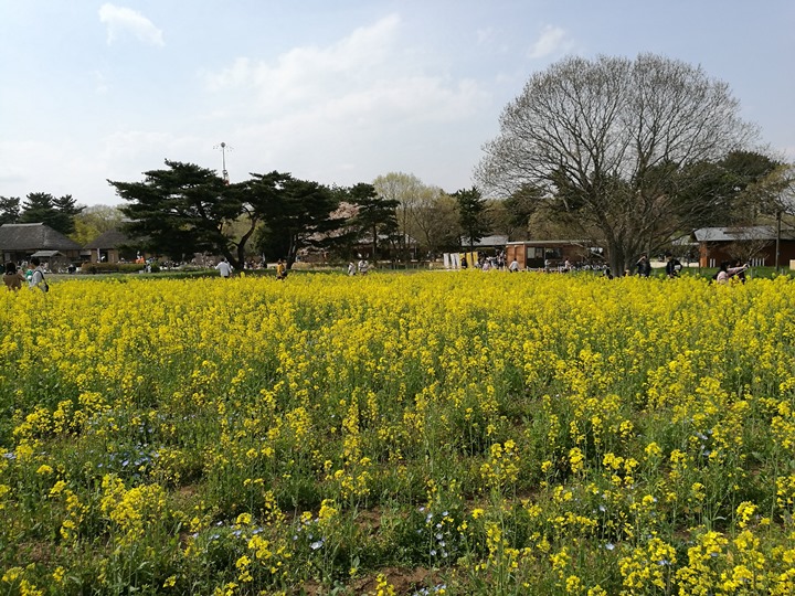 hitachiseasidepark00138 Ibaraki-茨城縣国営ひたち(常陸)海浜公園 粉蝶飛舞浪漫整個春天 CNN推薦必訪