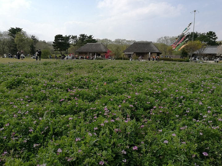 hitachiseasidepark00139 Ibaraki-茨城縣国営ひたち(常陸)海浜公園 粉蝶飛舞浪漫整個春天 CNN推薦必訪