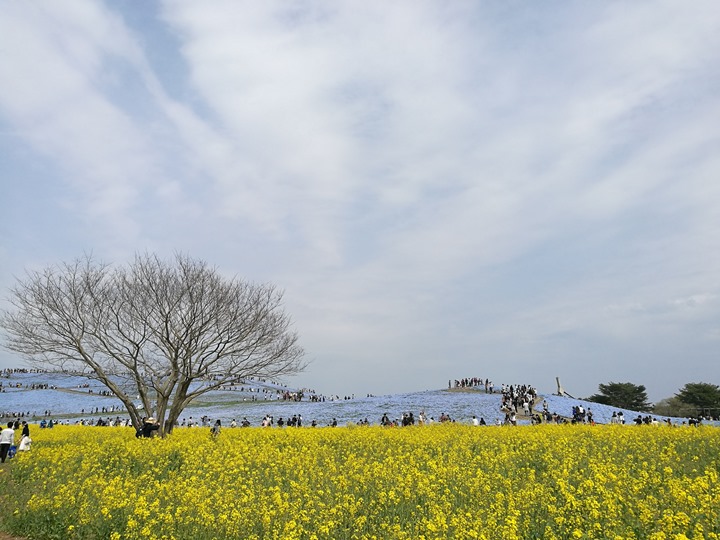 Ibaraki-茨城縣国営ひたち(常陸)海浜公園 粉蝶飛舞浪漫整個春天 CNN推薦必訪 Ibaraki-茨城縣国営ひたち(常陸)海浜公園 粉蝶飛舞浪漫整個春天 CNN推薦必訪