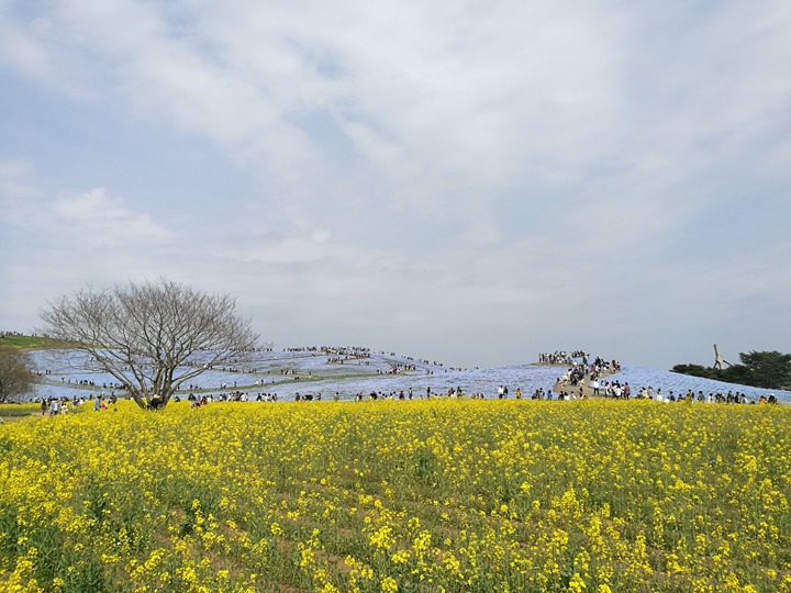 hitachiseasidepark00143 Ibaraki-茨城縣国営ひたち(常陸)海浜公園 粉蝶飛舞浪漫整個春天 CNN推薦必訪