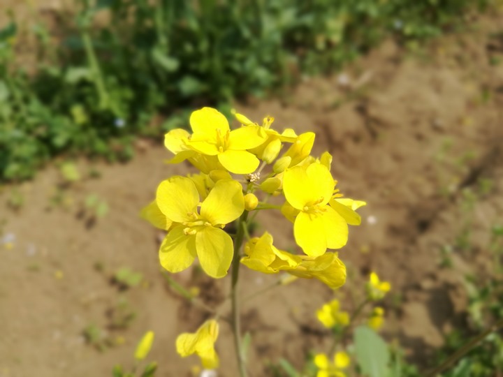 hitachiseasidepark00144 Ibaraki-茨城縣国営ひたち(常陸)海浜公園 粉蝶飛舞浪漫整個春天 CNN推薦必訪