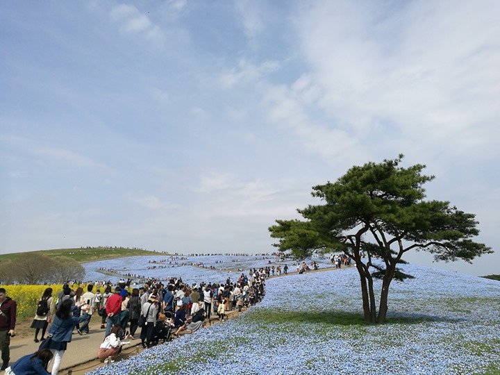 hitachiseasidepark00145 Ibaraki-茨城縣国営ひたち(常陸)海浜公園 粉蝶飛舞浪漫整個春天 CNN推薦必訪