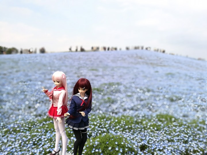 hitachiseasidepark00146 Ibaraki-茨城縣国営ひたち(常陸)海浜公園 粉蝶飛舞浪漫整個春天 CNN推薦必訪