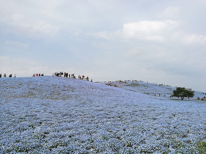 hitachiseasidepark00147 Ibaraki-茨城縣国営ひたち(常陸)海浜公園 粉蝶飛舞浪漫整個春天 CNN推薦必訪