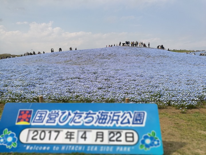 hitachiseasidepark00148 Ibaraki-茨城縣国営ひたち(常陸)海浜公園 粉蝶飛舞浪漫整個春天 CNN推薦必訪