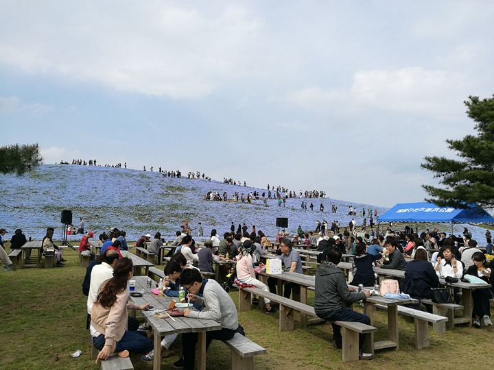 hitachiseasidepark00150 Ibaraki-茨城縣国営ひたち(常陸)海浜公園 粉蝶飛舞浪漫整個春天 CNN推薦必訪
