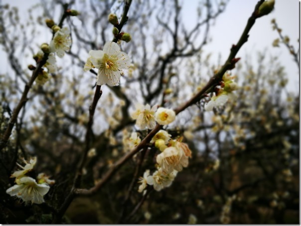 kenrokuen5023_thumb Kanazawa-日本三大名園 二訪兼六園 金澤必訪