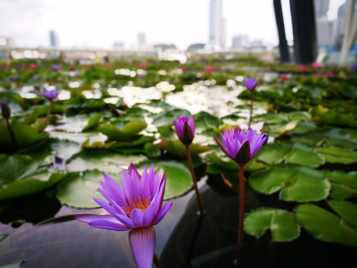 marinabay42 Singapore-Marina Bay晨景 感受新加坡最美的濱海灣