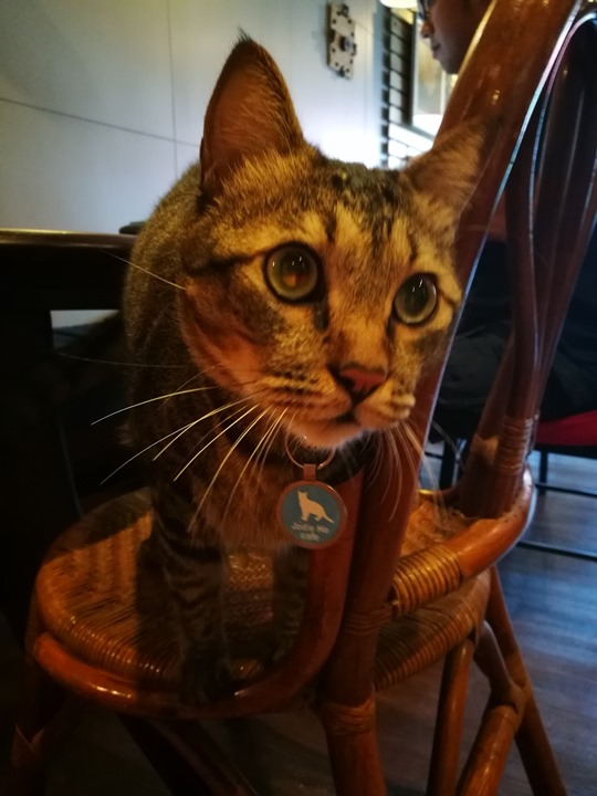 Joliehocafe15 中壢-養親轅 中藥房?咖啡廳...中式外觀裝著咖啡魂