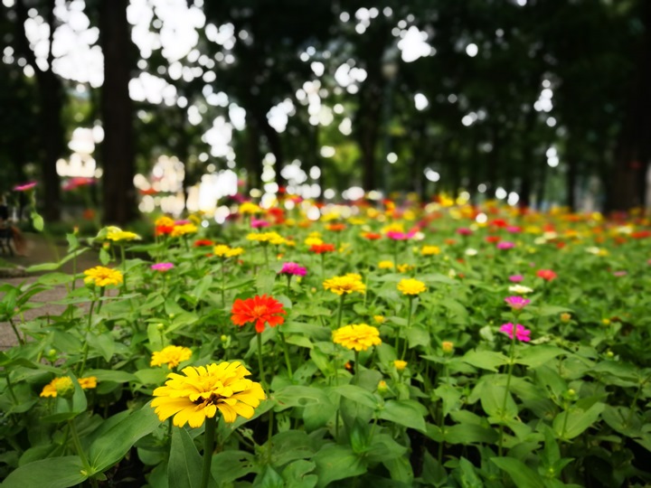 independancepalace070103 HoChiMinh-獨立宮 歷史意義大過建築之美的胡志明必訪景點