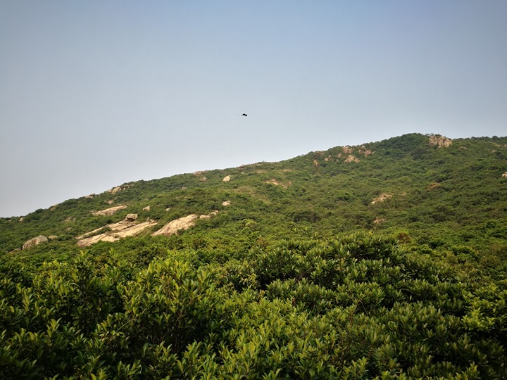 dragonbackmt.27 HK-亞洲最美市區行山徑-龍脊(港島徑第8段)