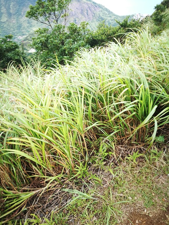 teapotmt02109 瑞芳-茶壺山 好天氣好景色好朋友 半小時登頂賞海景