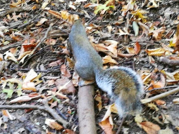 centralpark25 New York-果真大蘋果之紐約真好玩 中央公園 躺著曬太陽也愜意的好所在
