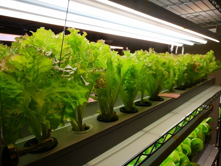 cashewflower04 新竹-腰果花 低溫料理吃食物原型感受食物的原始風味