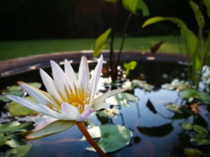 daxi28 大溪-大溪老茶廠 體現茶文化之網美戰場