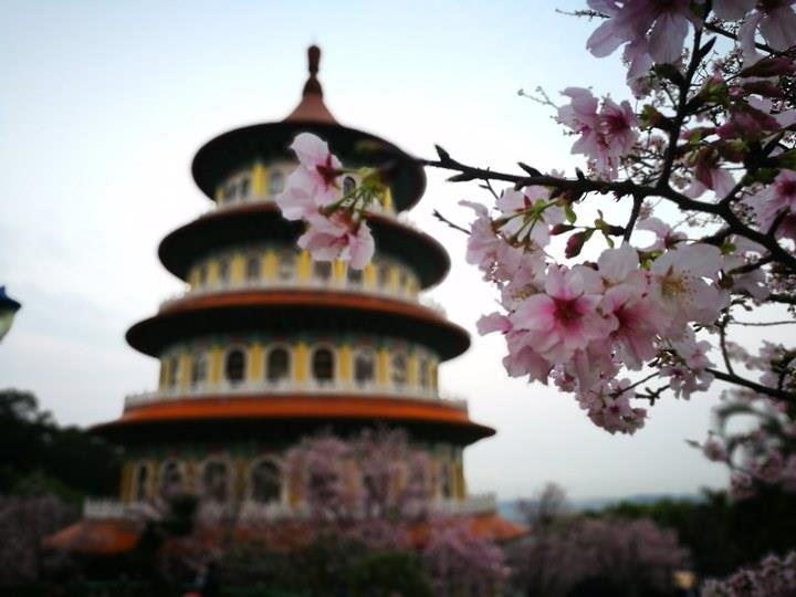 tienyuan01 淡水-晨光中綻放的櫻花 北台灣最夯賞櫻景點天元宮