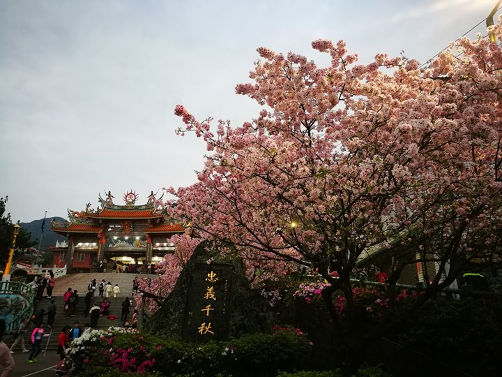 tienyuan02 淡水-晨光中綻放的櫻花 北台灣最夯賞櫻景點天元宮