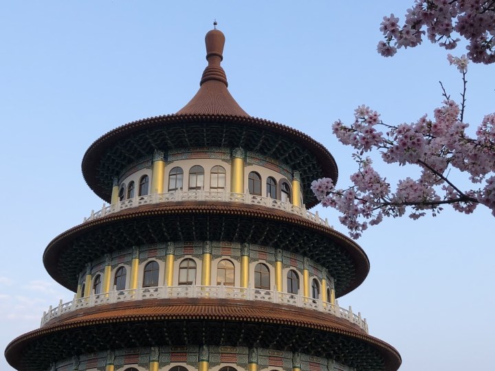 tienyuan05 淡水-晨光中綻放的櫻花 北台灣最夯賞櫻景點天元宮