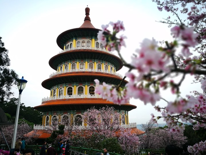 tienyuan06 淡水-晨光中綻放的櫻花 北台灣最夯賞櫻景點天元宮