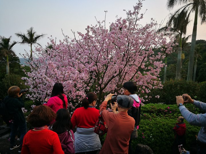 tienyuan07 淡水-晨光中綻放的櫻花 北台灣最夯賞櫻景點天元宮