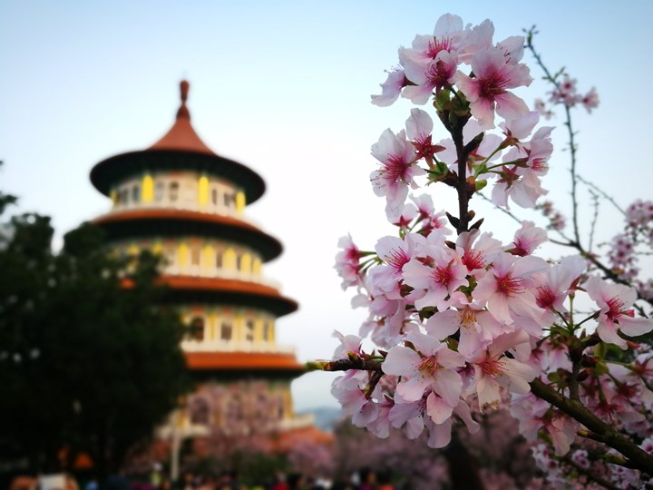 tienyuan08 淡水-晨光中綻放的櫻花 北台灣最夯賞櫻景點天元宮